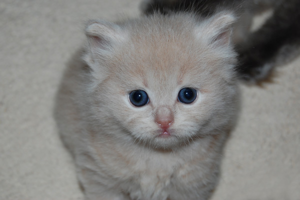 Silvan, der Schmusebär.jpg